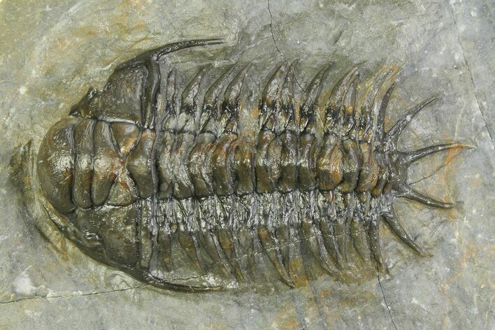 Uncommon Crotalocephalus Trilobite - Morocco #350436